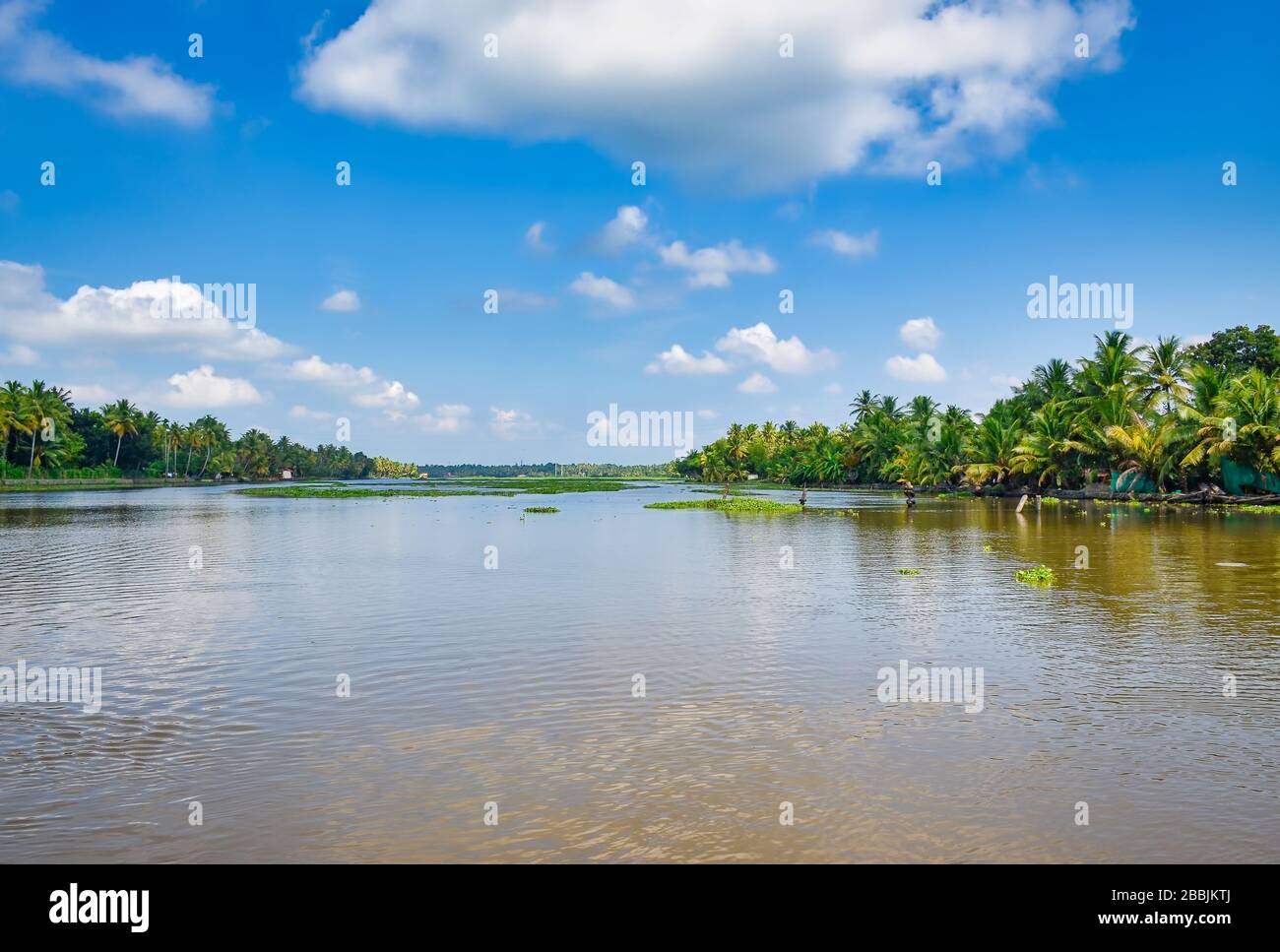 Beautiful view of backwaters in Kerala, India with vegetation and coconut trees on the banks and a clear blue sky in the background. Stock Photo