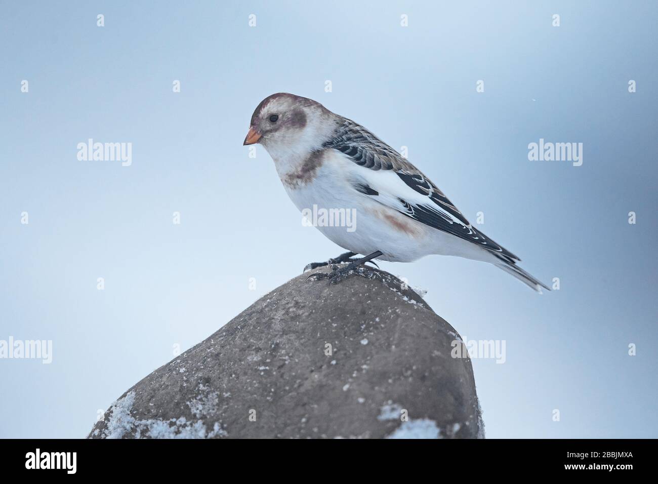 Snow bunting, Cairngorm mountain, Scottish Highlands Stock Photo