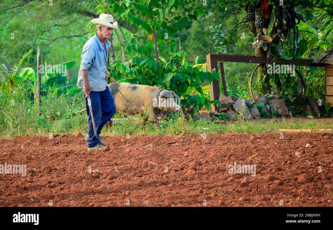 Farmer walking pig in field, Vinales, Pinar del Rio Province, Cuba Stock Photo