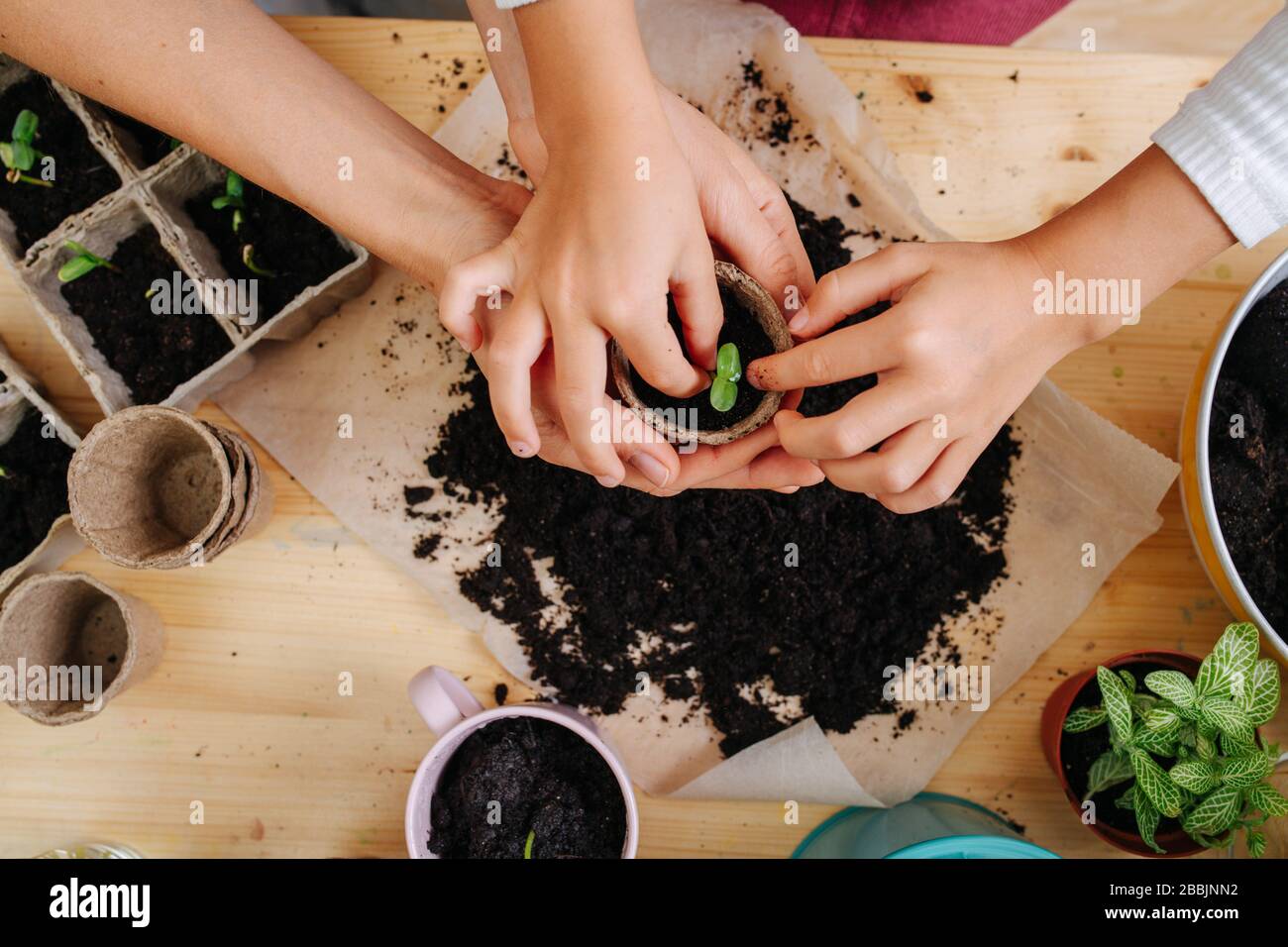 Four hands placing seedling in tiny pot with fertile black soil. Top view. Stock Photo