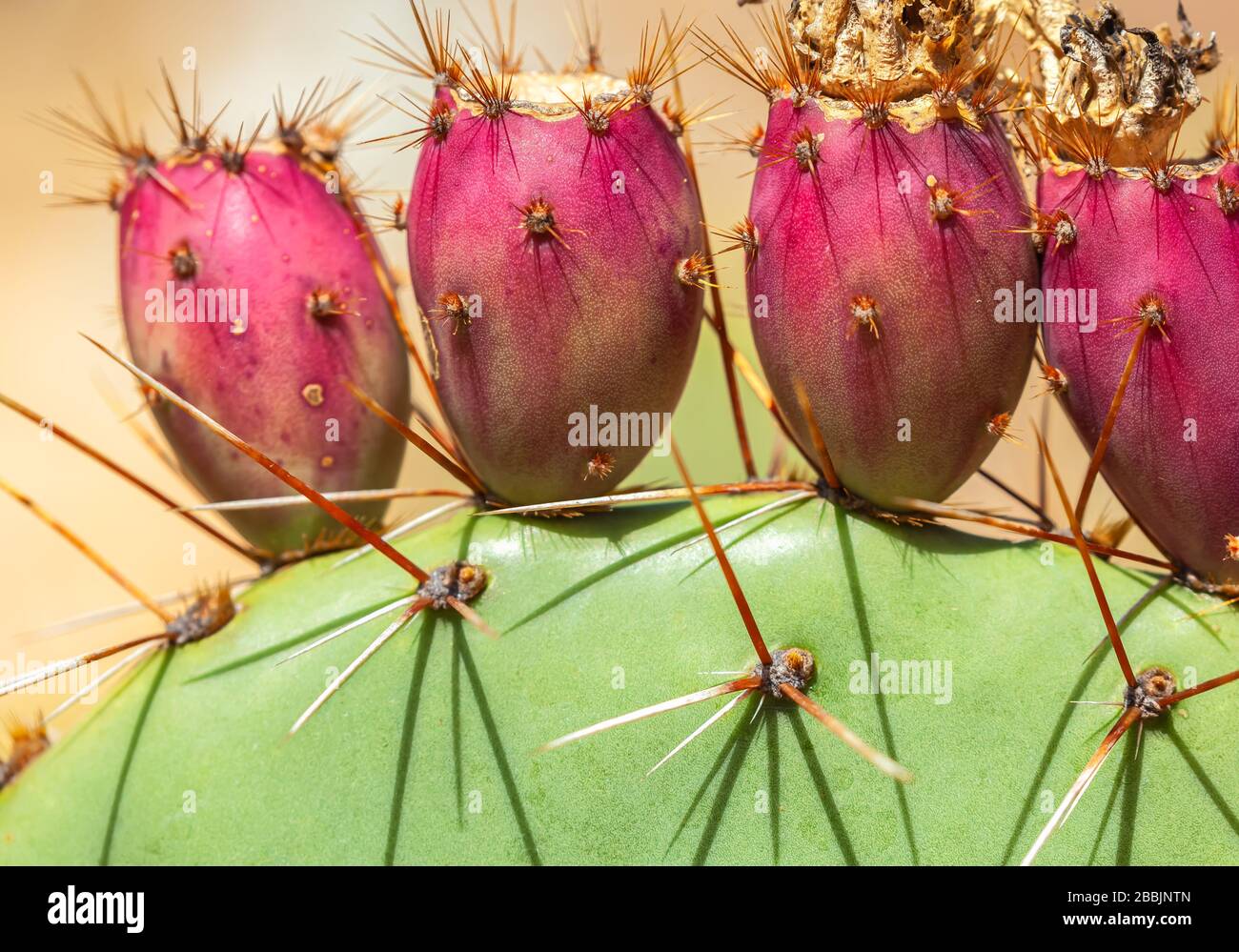 Close up at the fruit of coastal prickly pear (Opuntia littoralis). Stock Photo