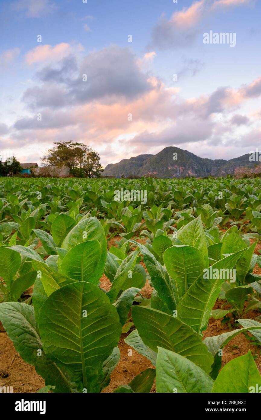 Cigar tobacco field, Vinales, Pinar del Rio Province, Cuba Stock Photo