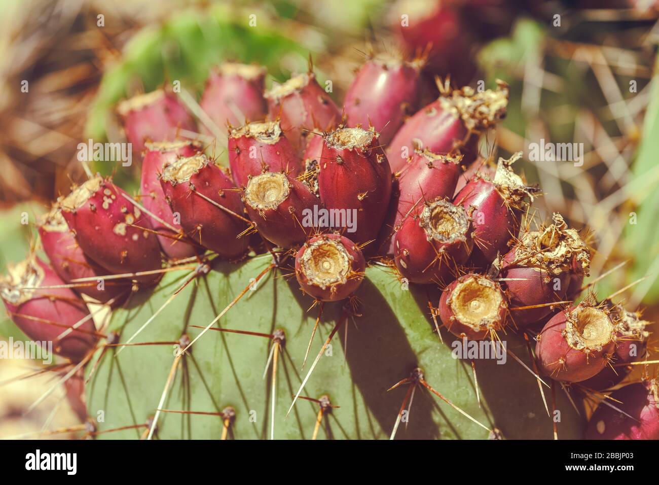 Close up at the fruit of coastal prickly-pear (Opuntia littoralis) Stock Photo