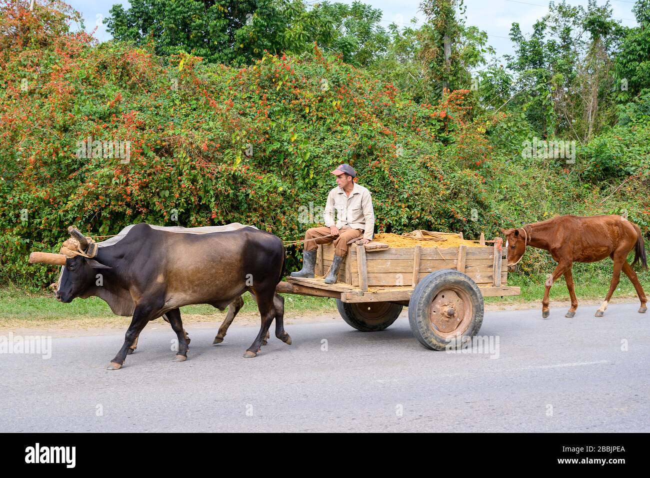 Oxen drawn cart, Vinales, Pinar del Rio Province, Cuba Stock Photo