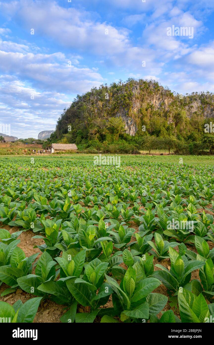 Cigar tobacco field, Vinales, Pinar del Rio Province, Cuba Stock Photo