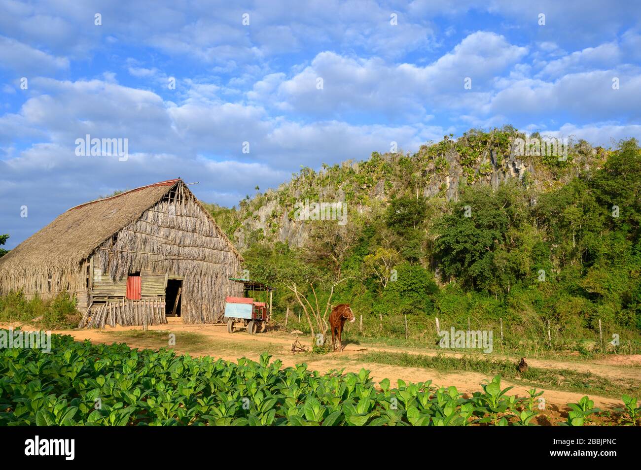 Cigar tobacco field with drying sheds, Vinales, Pinar del Rio Province, Cuba Stock Photo