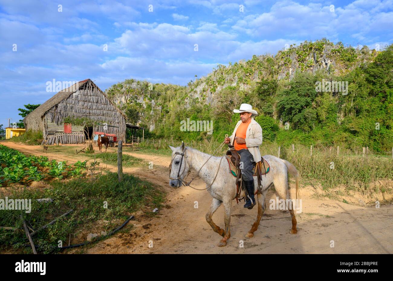 Man on horseback and cigar tobacco field, Vinales, Pinar del Rio Province, Cuba Stock Photo