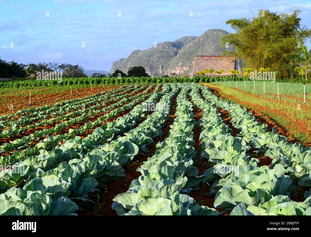 Organic produce farm, Vinales, Pinar del Rio Province, Cuba Stock Photo
