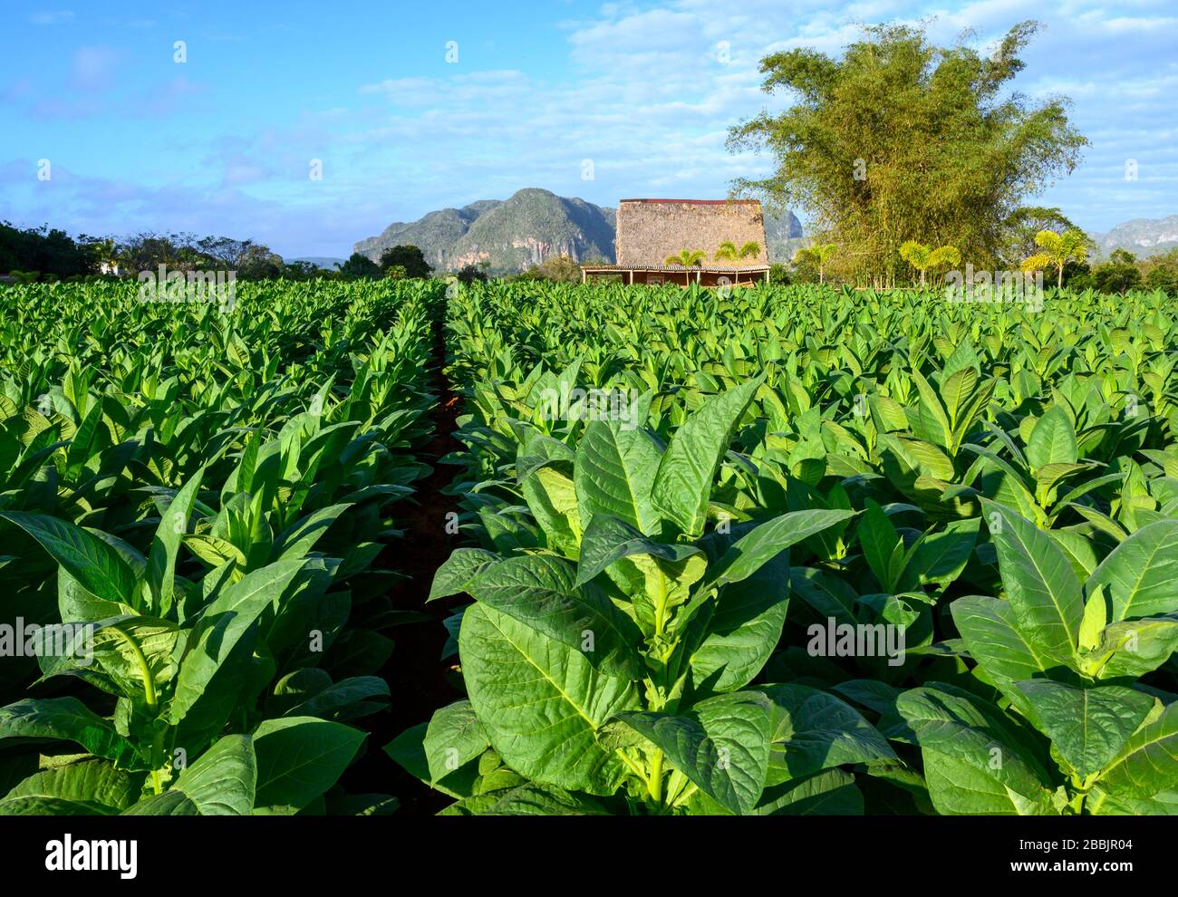 Organic cigar tobacco field with drying sheds, Vinales, Pinar del Rio Province, Cuba Stock Photo