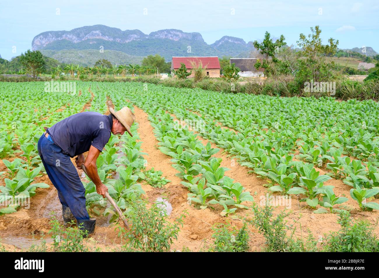 Farmer tends cigar tobacco field, Vinales, Pinar del Rio Province, Cuba Stock Photo