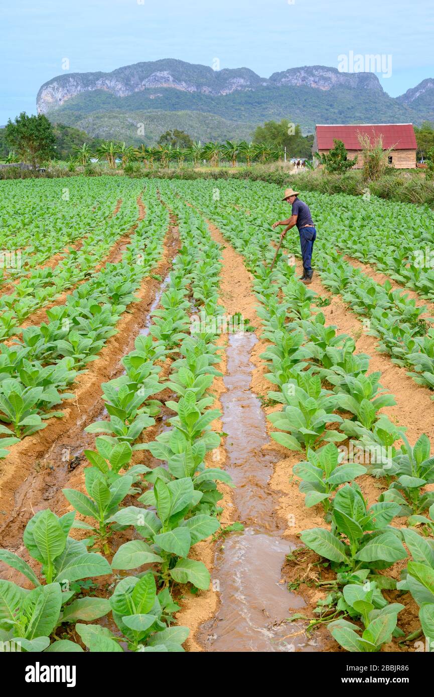 Farmer tends cigar tobacco field, Vinales, Pinar del Rio Province, Cuba Stock Photo