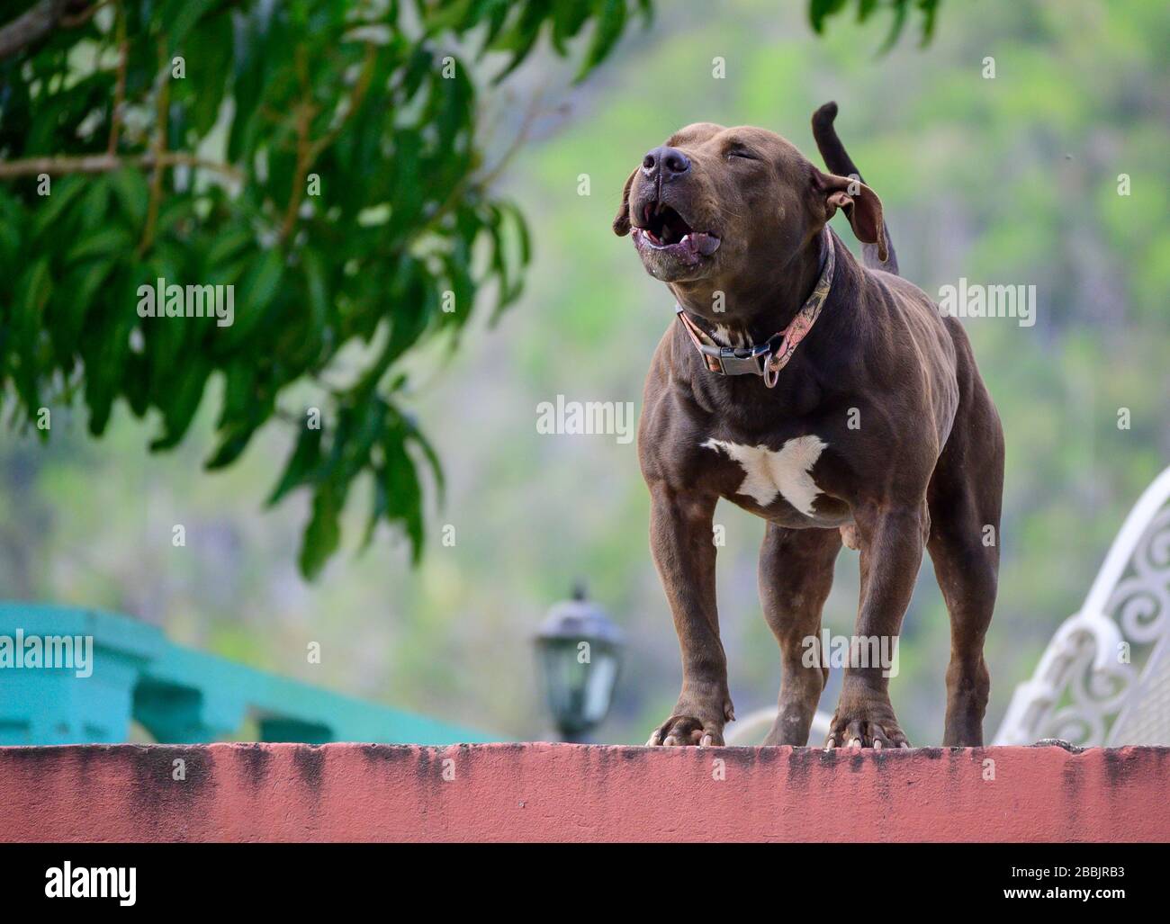 Pit bull barking from rooftop, Vinales, Pinar del Rio Province, Cuba Stock Photo