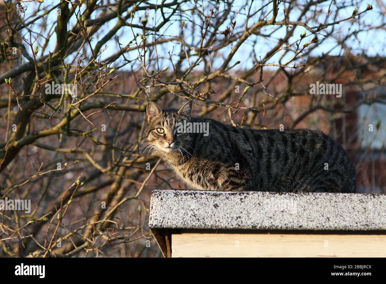 national cat centre ashdown forest