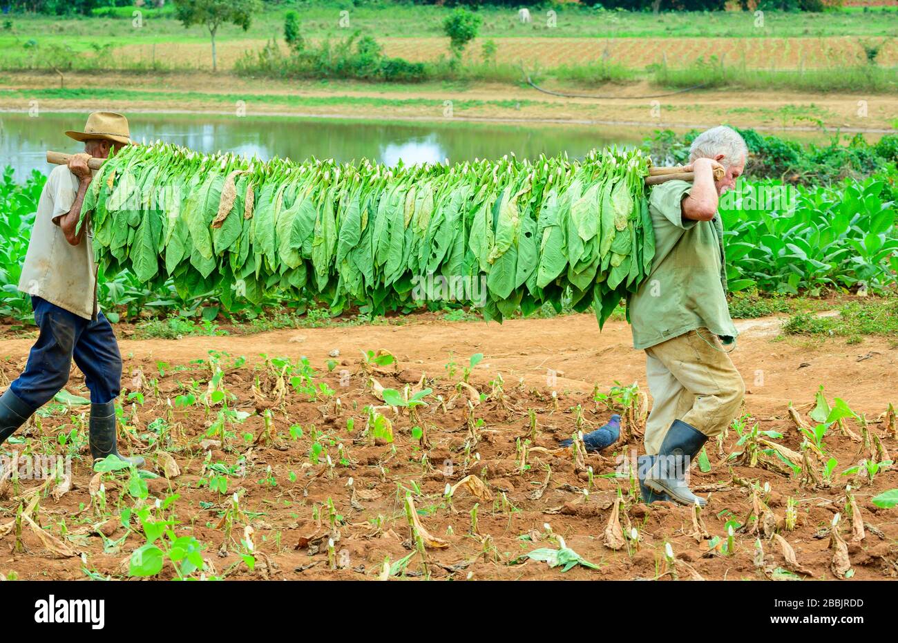 Harvesting tobacco, Vinales, Pinar del Rio Province, Cuba Stock Photo