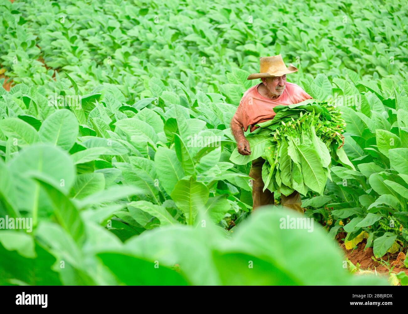 Harvesting tobacco, Vinales, Pinar del Rio Province, Cuba Stock Photo