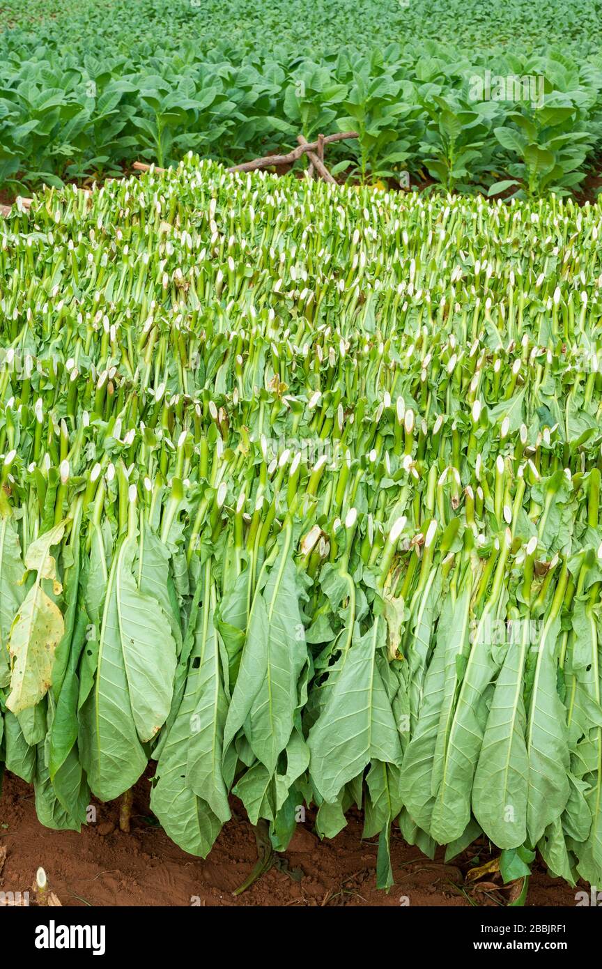 Harvesting tobacco, Vinales, Pinar del Rio Province, Cuba Stock Photo