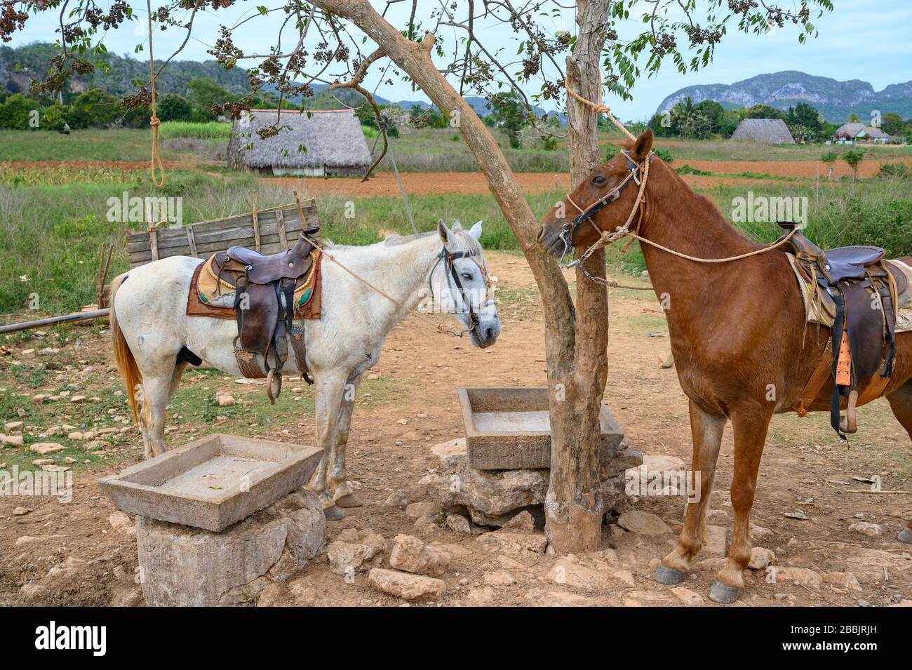 Horses, Vinales, Pinar del Rio Province, Cuba Stock Photo