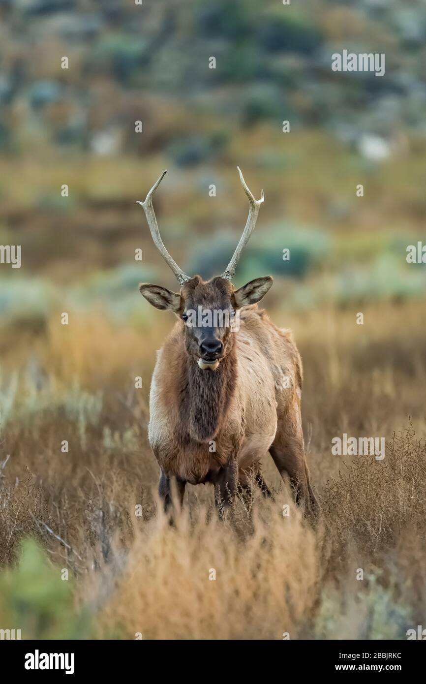 Including wapiti hi-res stock photography and images - Alamy