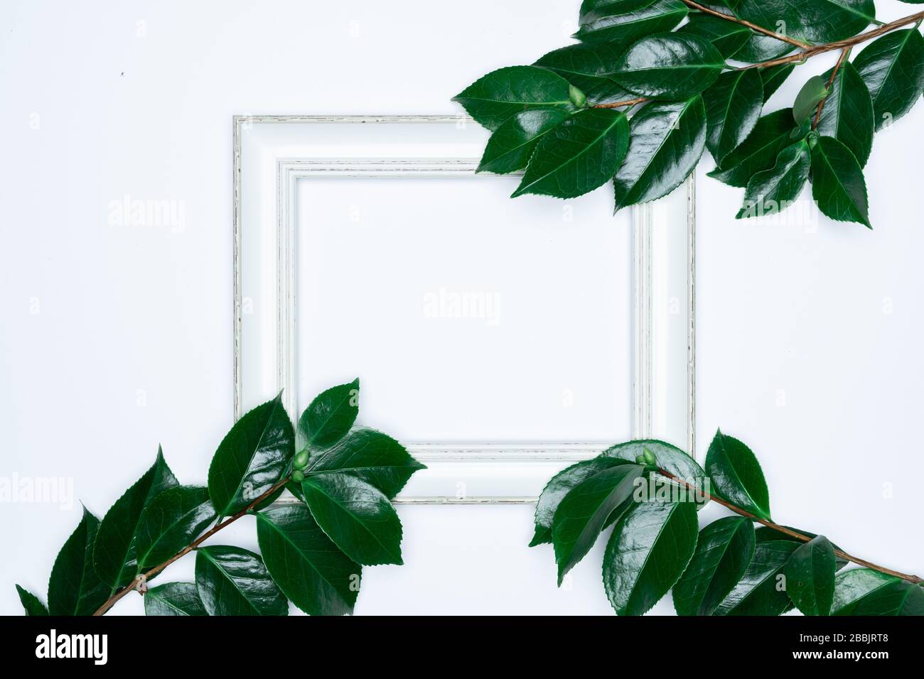 Green leaves with white photo frame on white background. Flat lay, top ...