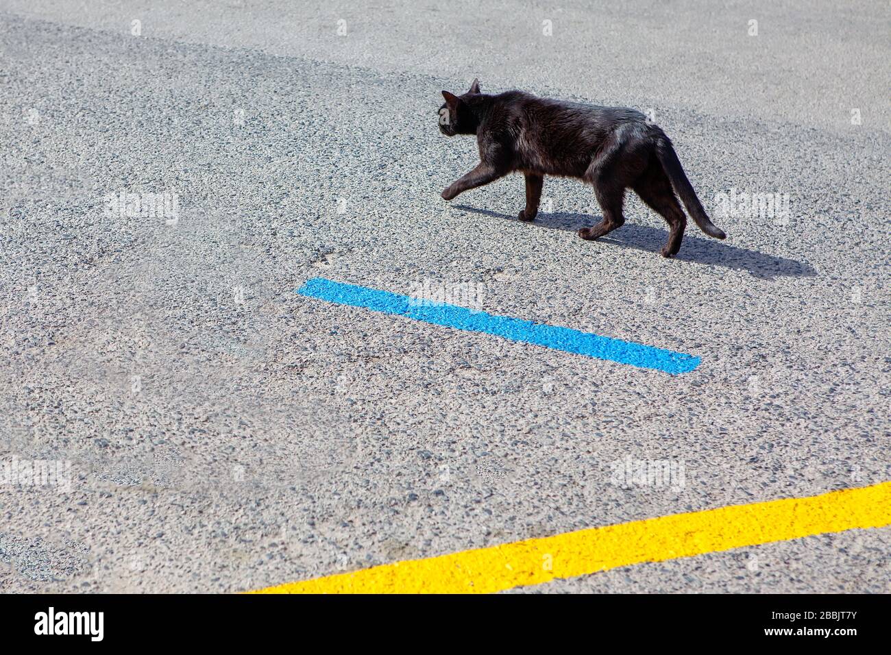 black cat walking at asphalt road Stock Photo - Alamy