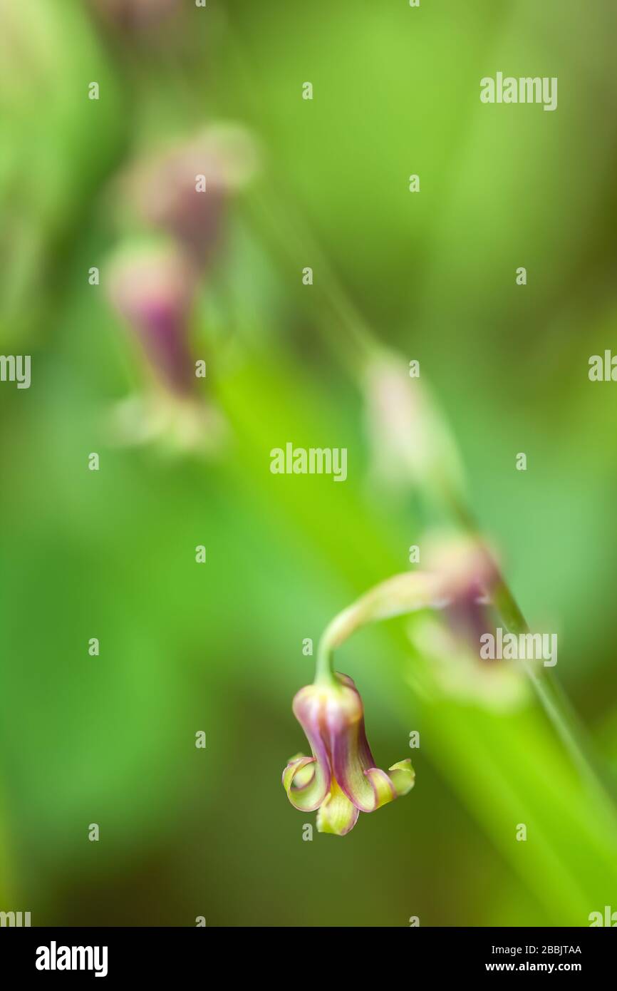 Close up at the bronze-bells Anticlea occidentalis flowers Stock Photo