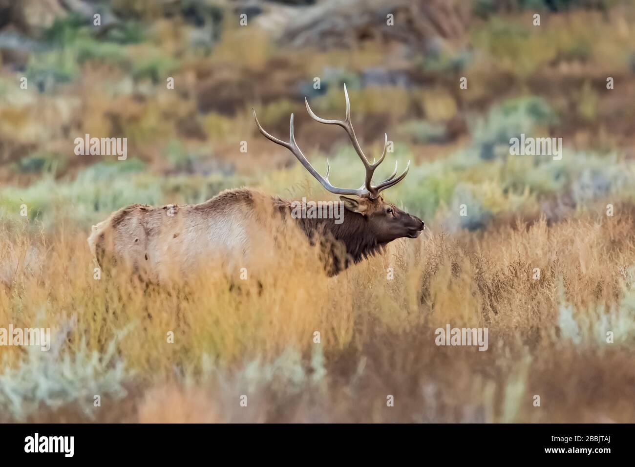 Mature bull Elk, Cervus elaphus, calling mournfully in Chaco Canyon, Chaco Culture National