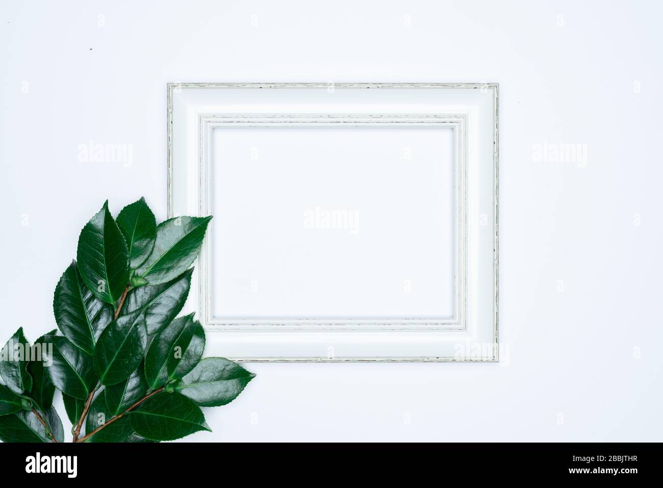 Green leaves with white photo frame on white background. Flat lay, top ...