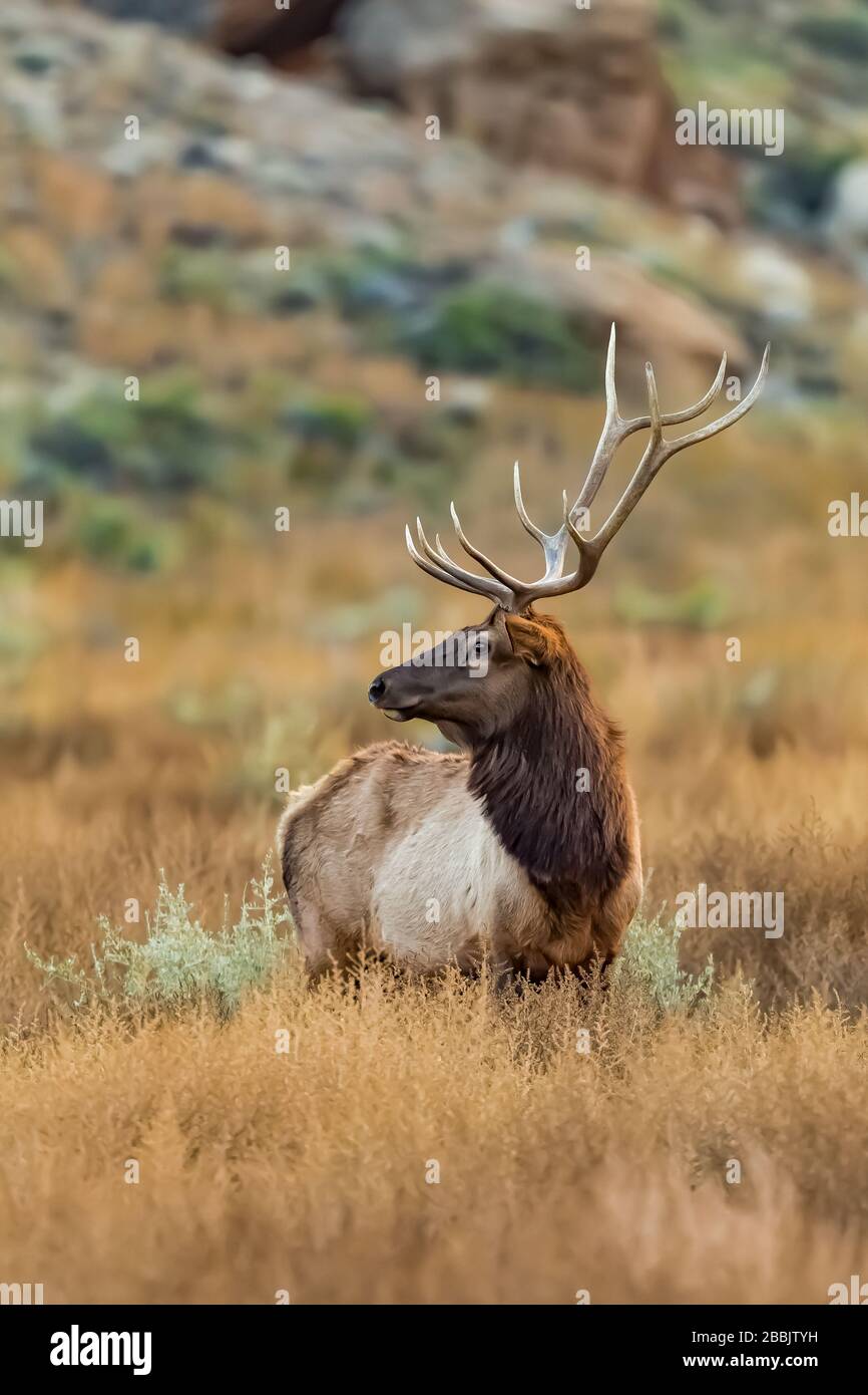Mature bull Elk, Cervus elaphus,  with alternative names of Wapiti, Cervus canadensis, and North American Elk, in Chaco Canyon, Chaco Culture National Stock Photo