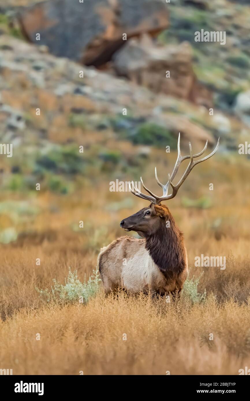 Mature bull Elk, Cervus elaphus,  with alternative names of Wapiti, Cervus canadensis, and North American Elk, in Chaco Canyon, Chaco Culture National Stock Photo