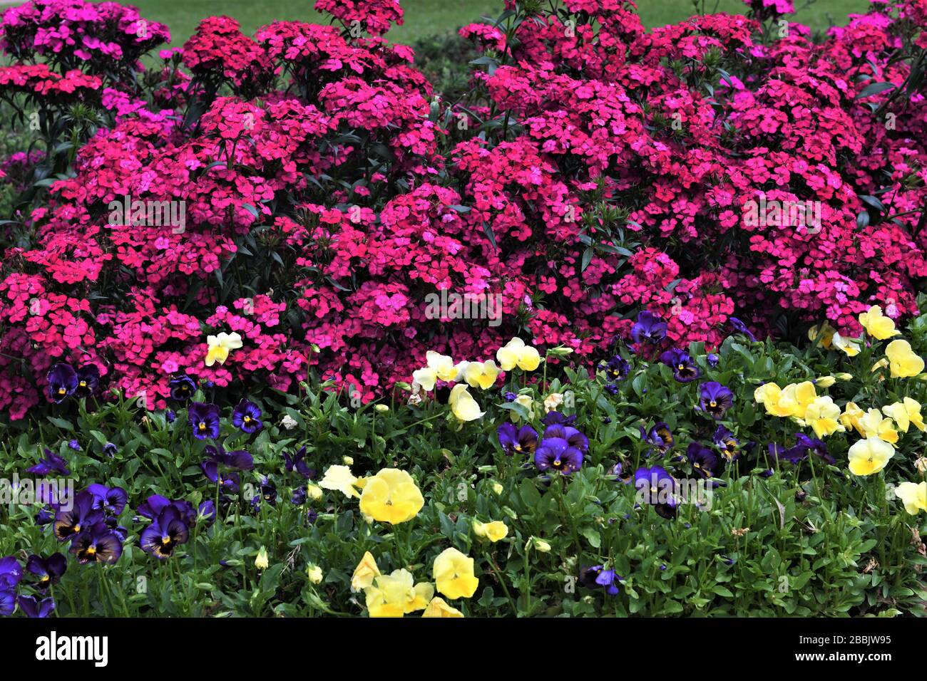 A bed of beautiful multicolored pansies. Stock Photo