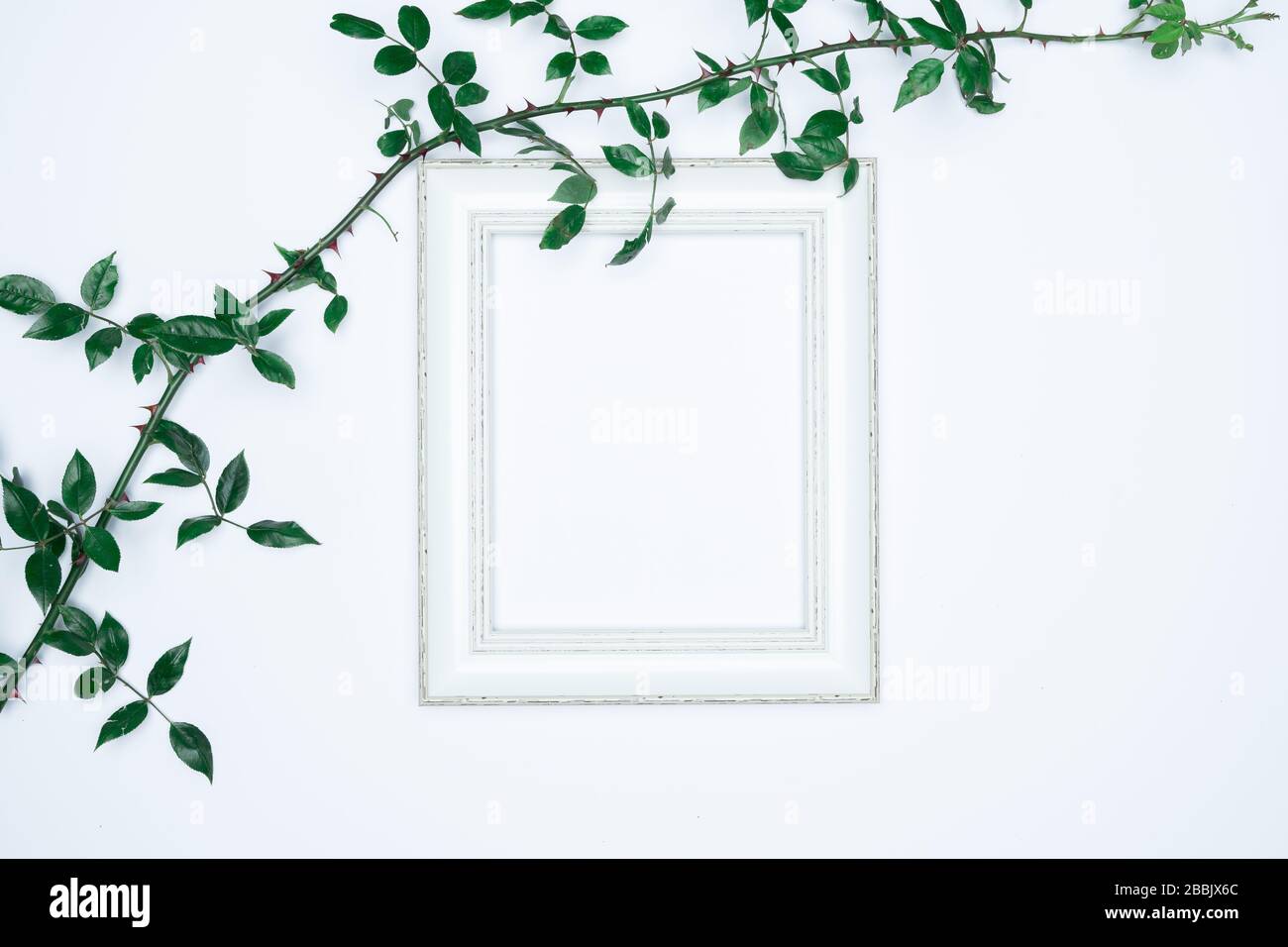 Green leaves with white photo frame on white background. Flat lay, top ...