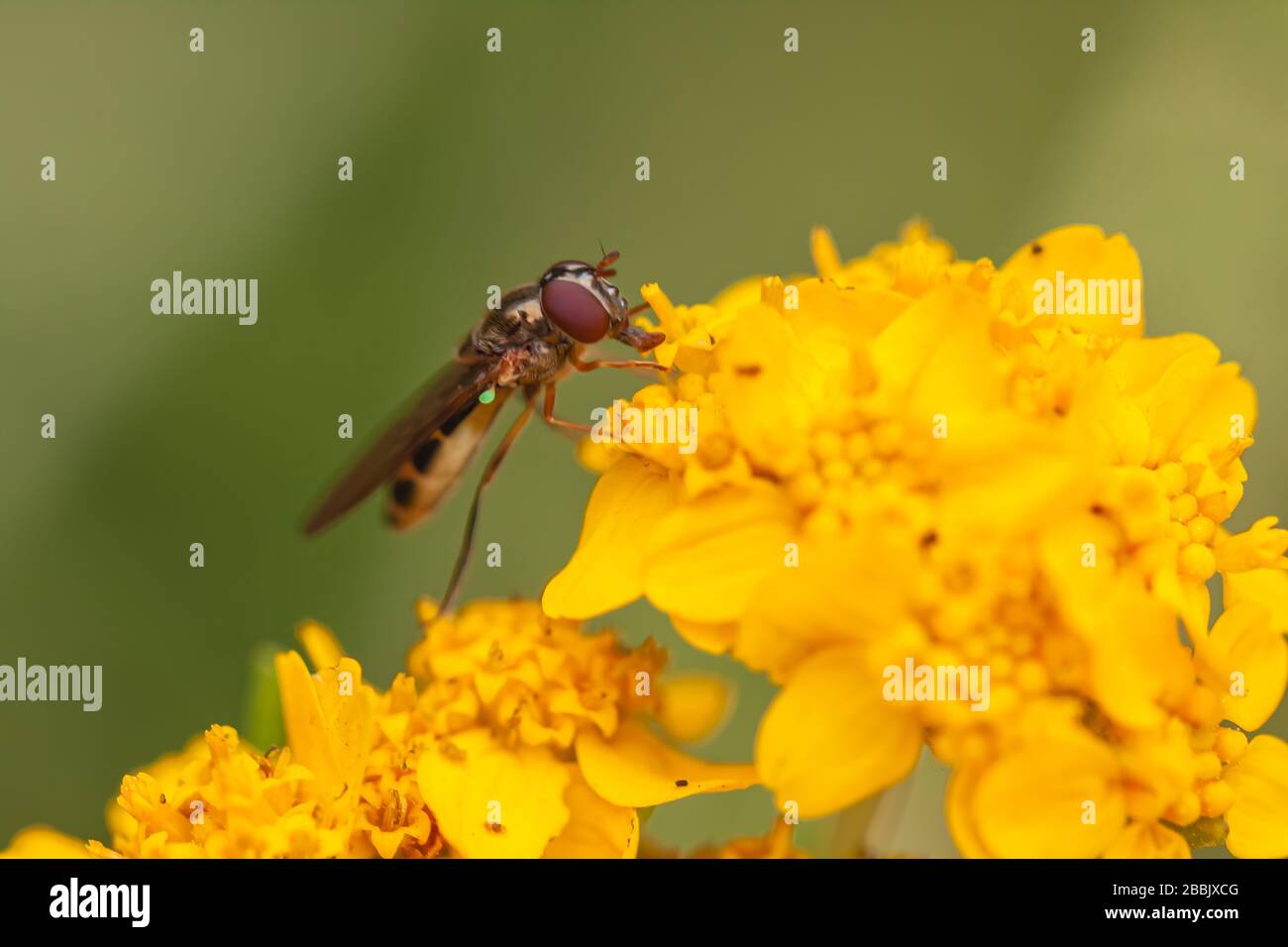 Close up at a hover fly, family Syrphidae, on cluster of seaside wooly sunflowers, Eriophyllum staechadifolium, California, USA. Stock Photo