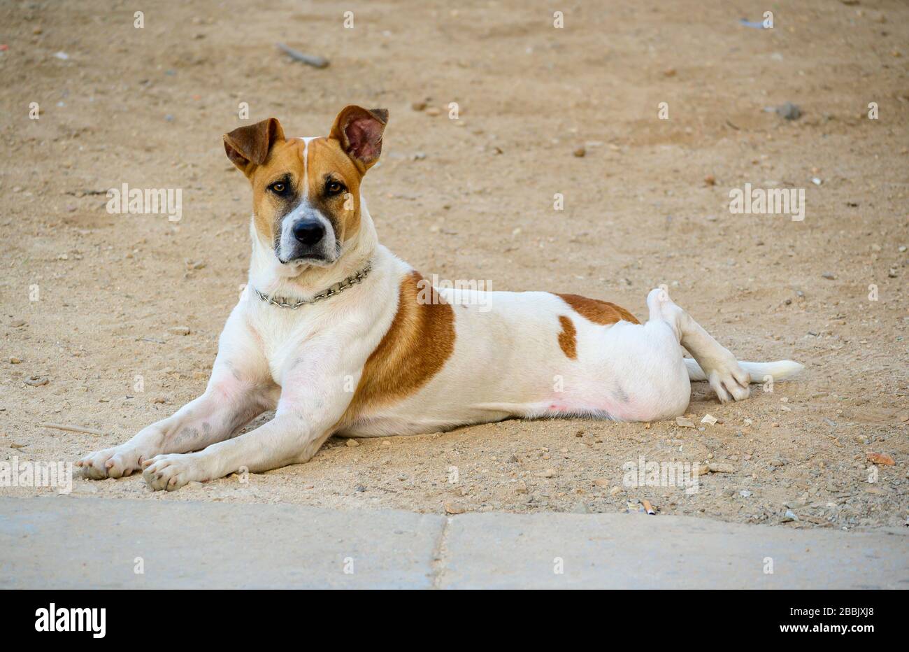Street dog, Havana, Cuba Stock Photo