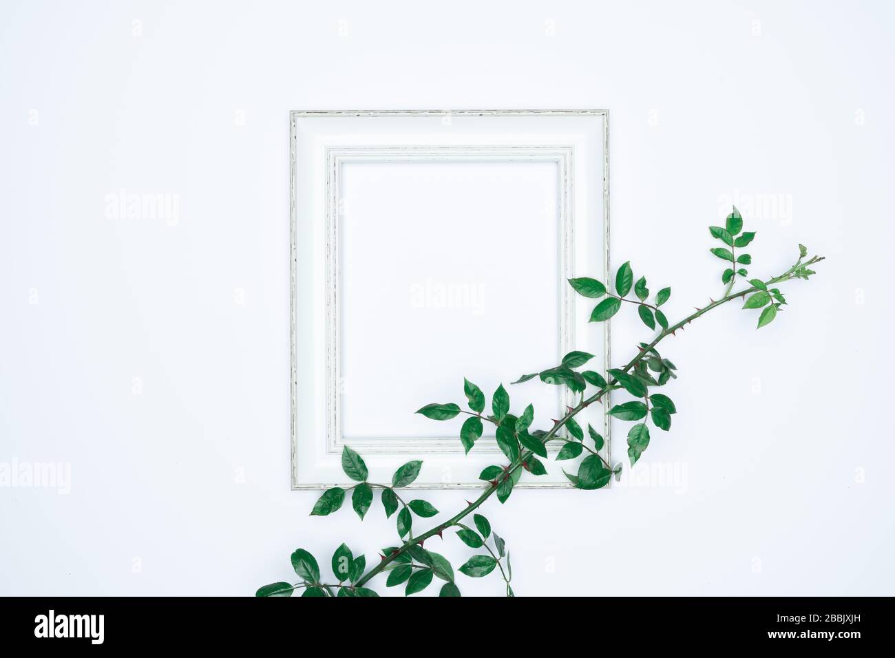 Green leaves with white photo frame on white background. Flat lay, top ...