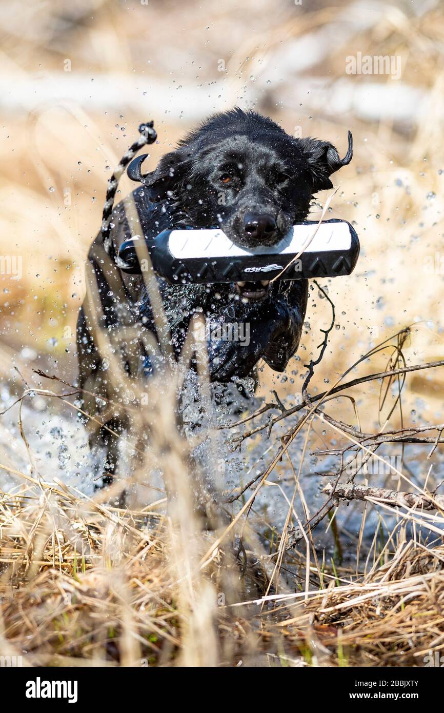 Spring bumper hi-res stock photography and images - Alamy