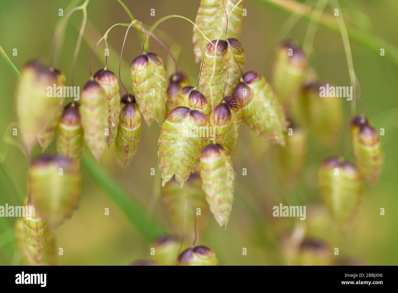 Close up at greater quaking grass seeds Briza maxima Stock Photo
