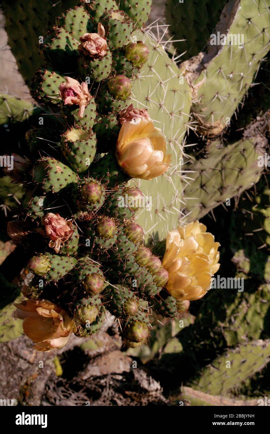 Edible cactus hires stock photography and images Alamy