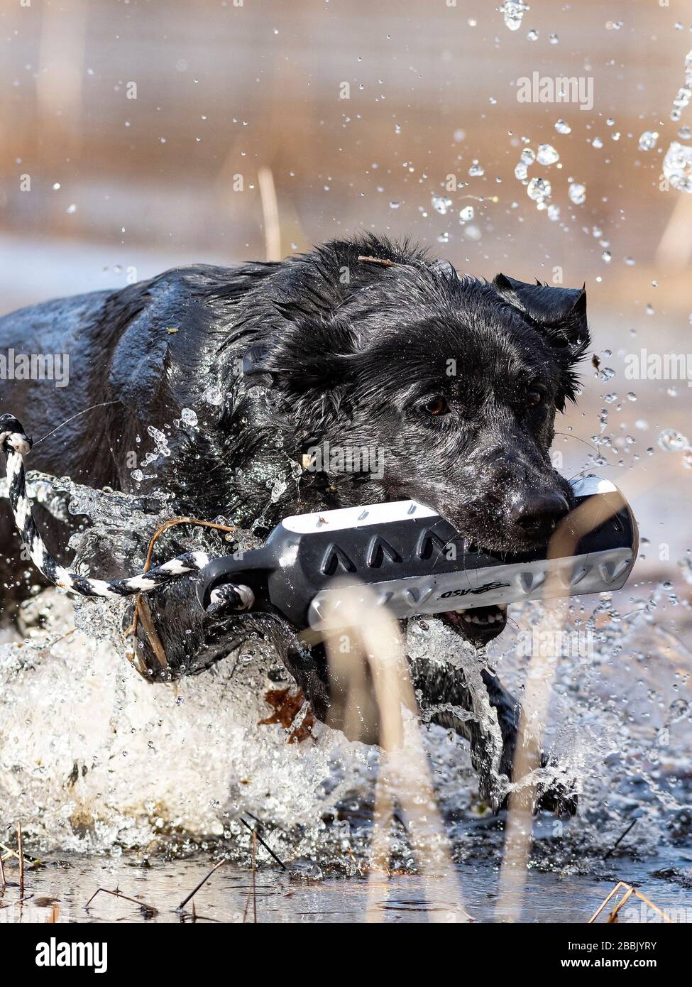 A Black Labrador Retriever with a training bumper on a spring day Stock ...