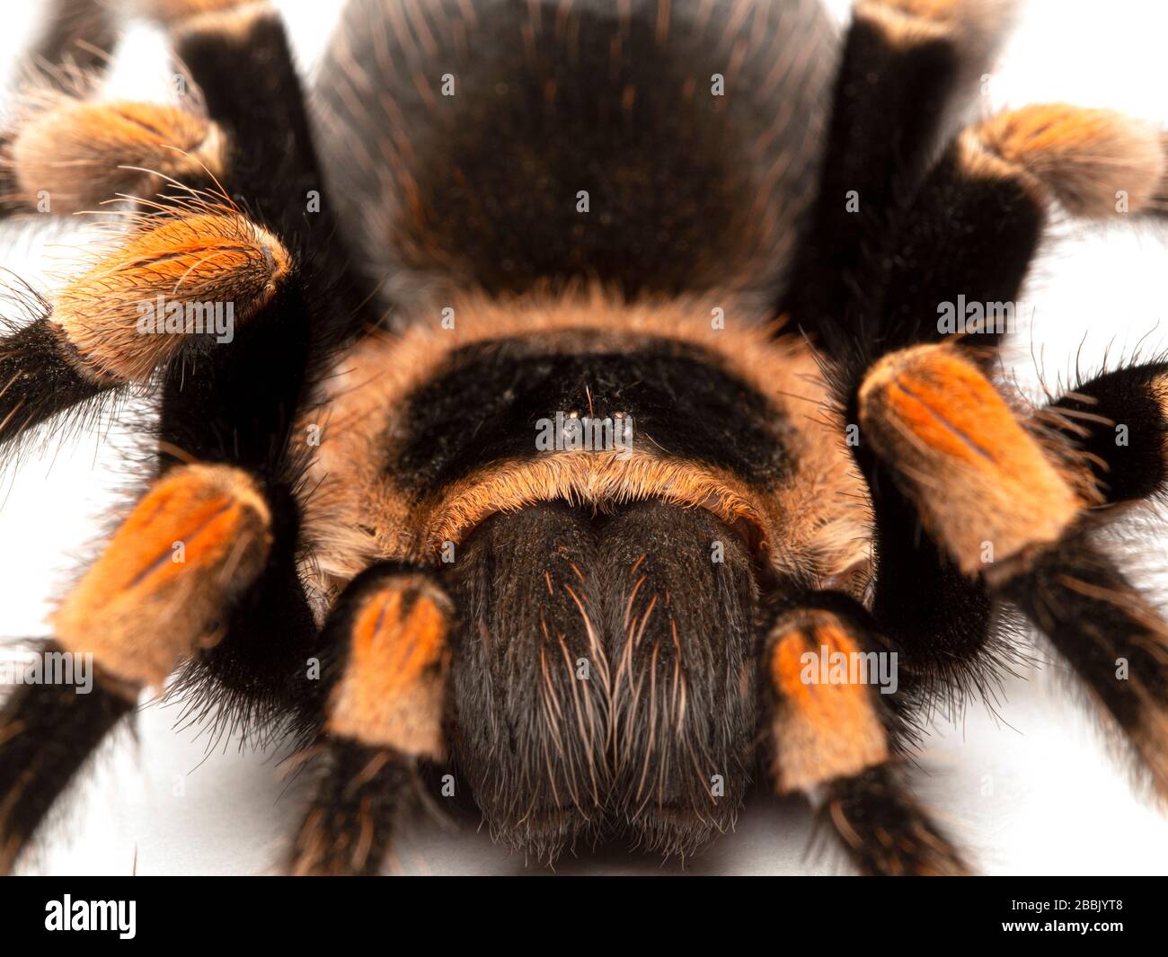 Close-up of the 'face' of a colourful subadult female Mexican orangeknee tarantula (Brachypelma hamorii). Isolated. This species is endemic to Mexico Stock Photo