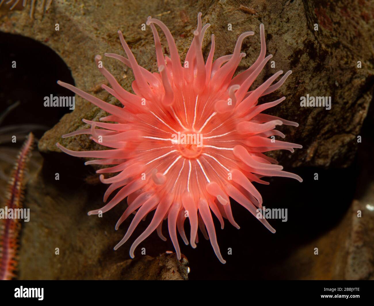Colourful pink brooding sea anemone (Epiactis prolifera) from shallow marine waters of British Columbia, close-up of the oral disk and mouth Stock Photo