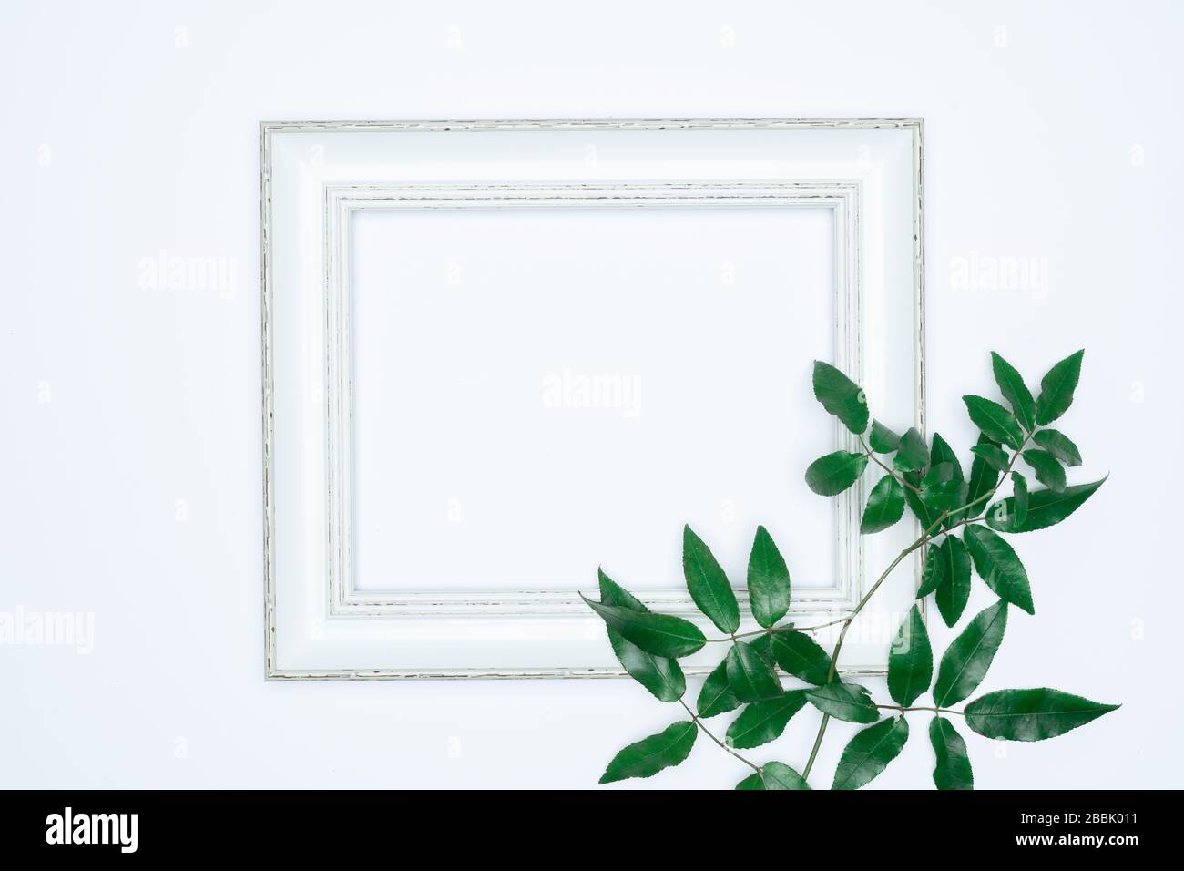 Green leaves with white photo frame on white background. Flat lay, top ...
