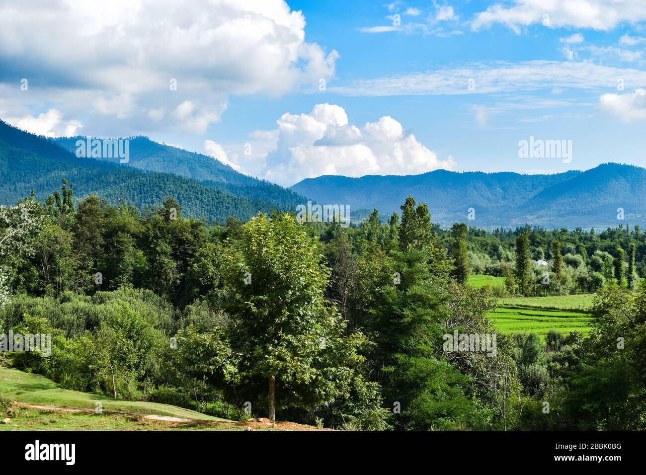 Beautiful shot of a landscape out side a village with lush green trees of willow,pine and walnut near Pahalgam Kashmir,India. Stock Photo