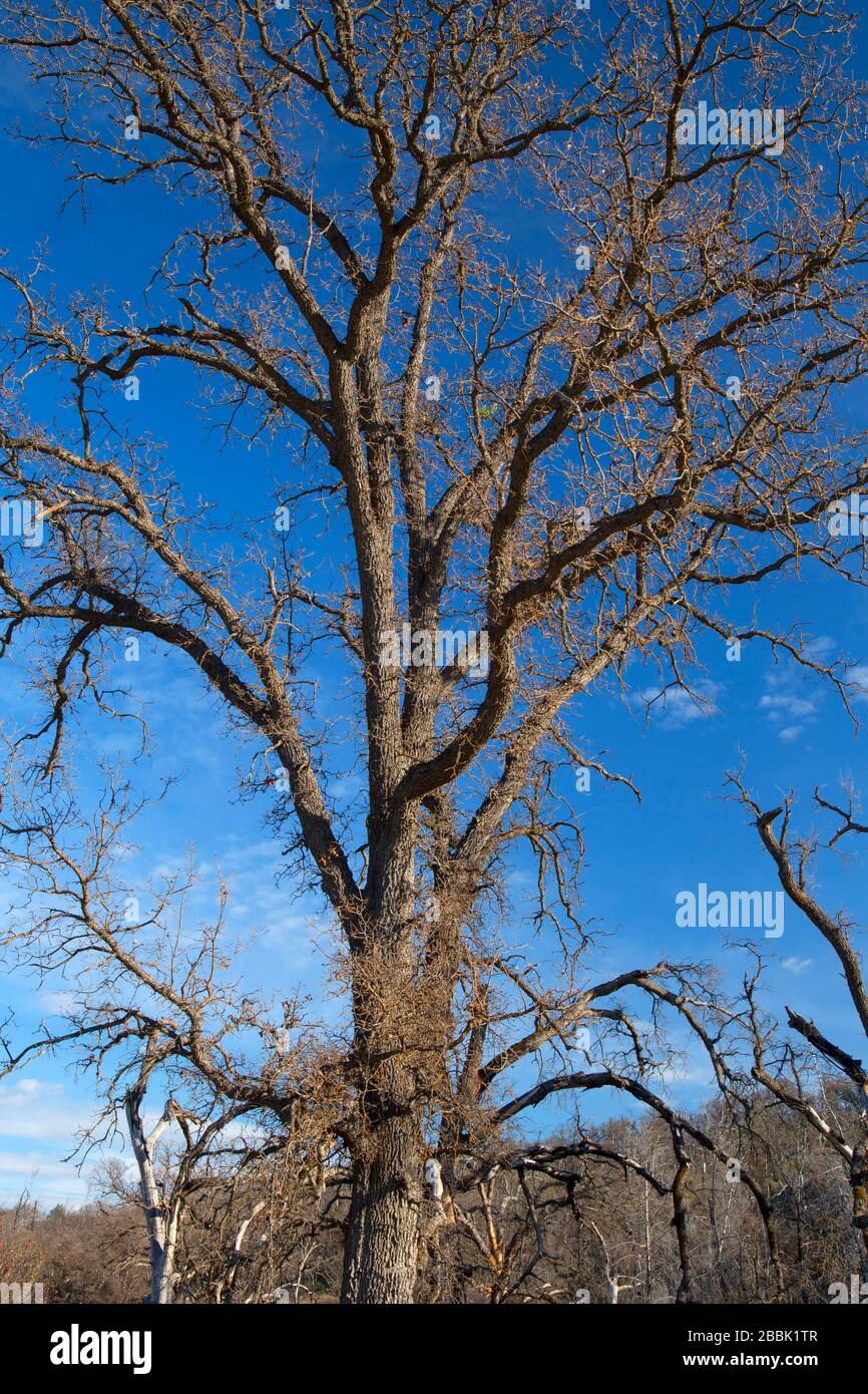 Cache creek hires stock photography and images Alamy