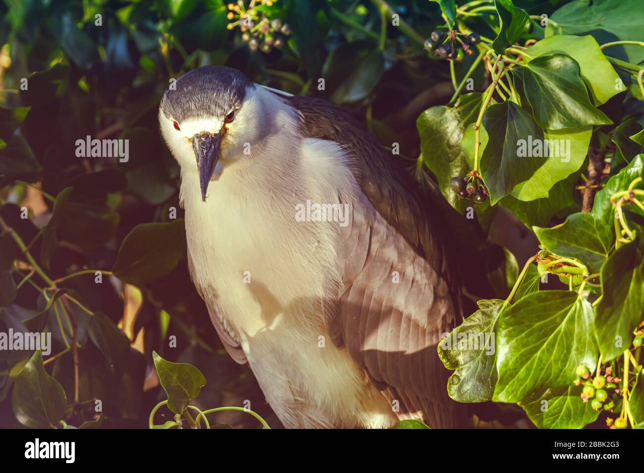 Adult black-crowned night heron (Nycticorax nycticorax), with the Canary Island's ivy in background, San Francisco, California, United States. Stock Photo