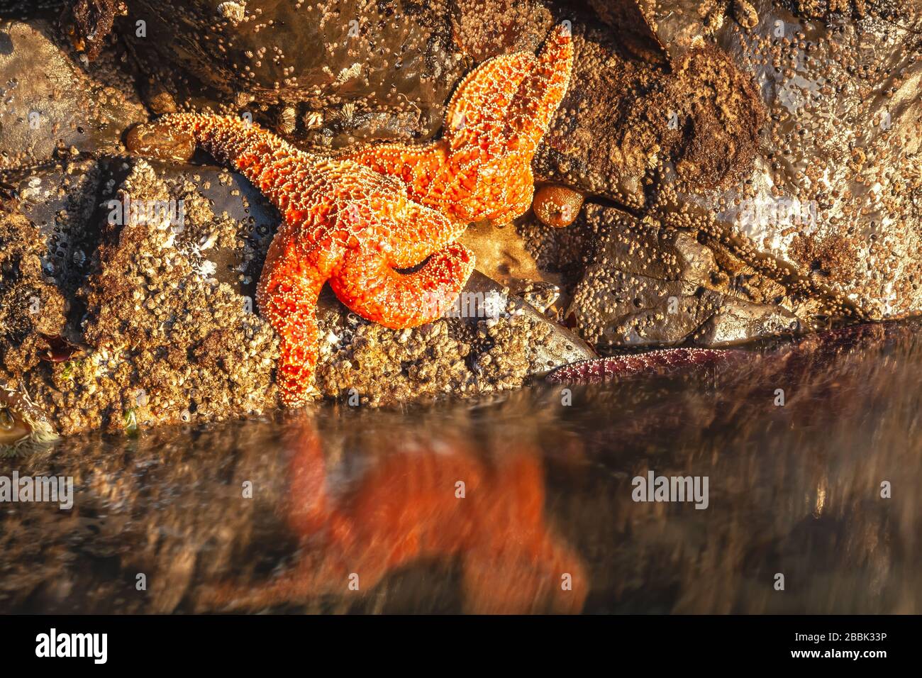 Ochre sea stars, Pisaster ochraceus, in a rock fissure at tide pool, Cannon Beach, Oregon, United States. Stock Photo