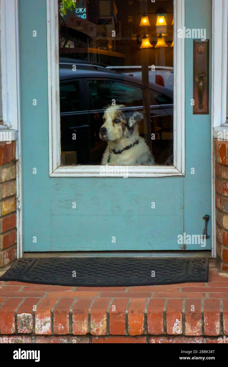 A dog looking out of the front door, sad trapped inside of the house Stock Photo