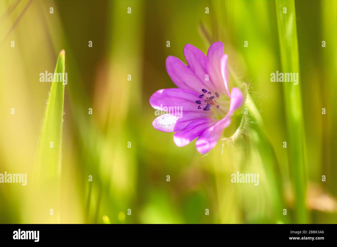 California geranium hi-res stock photography and images - Alamy