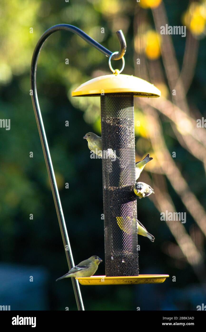 Five birds at a bird feeder hires stock photography and images Alamy