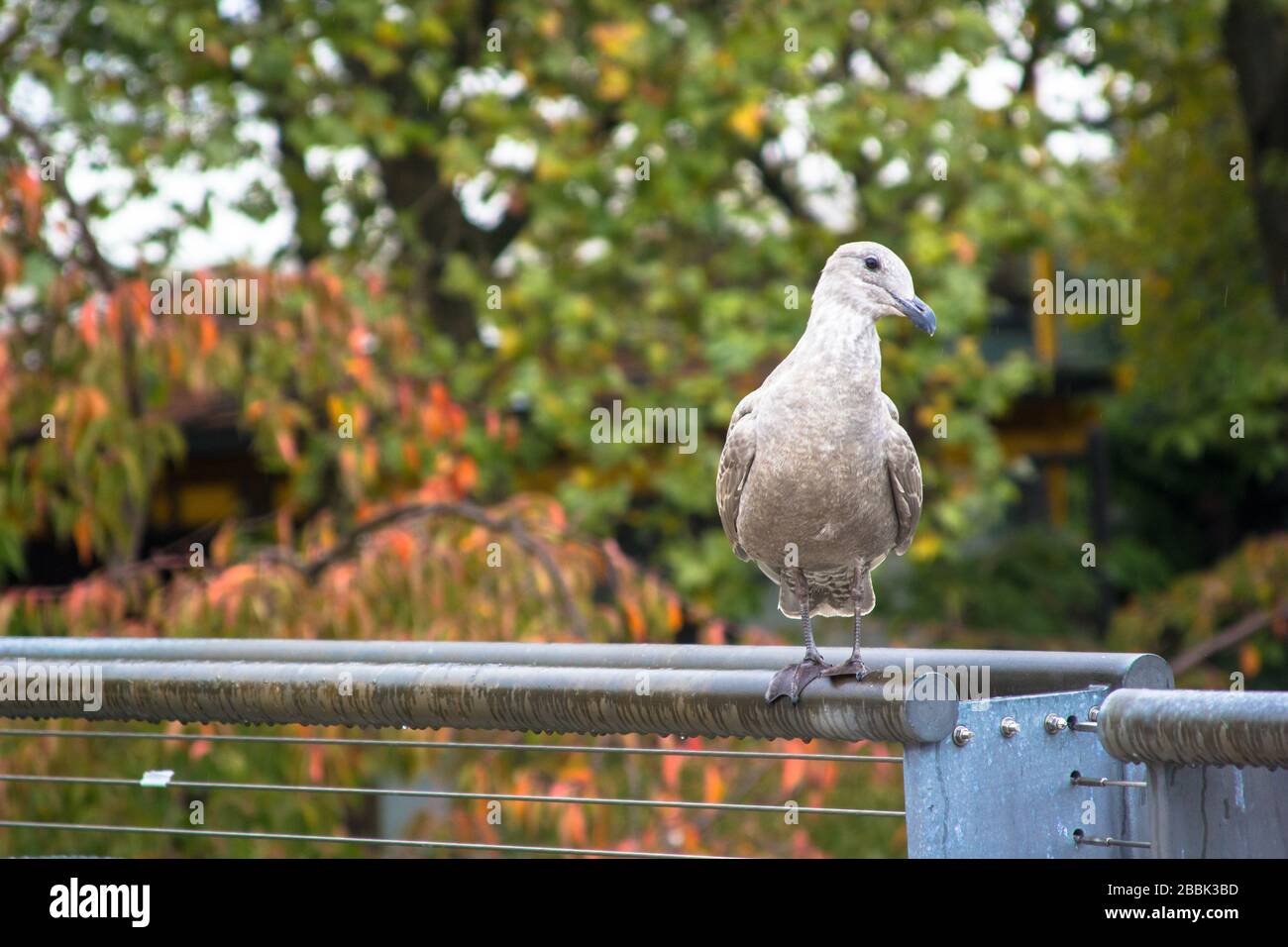A curious seagull on a pole with autumn leaves in the background Stock Photo