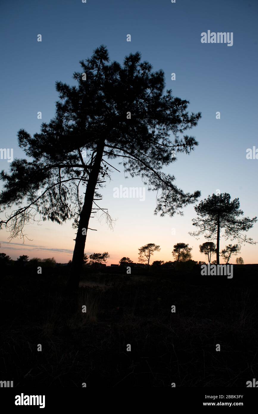 silhouette of pine trees against the evening sky at sunset on a heath  Stock Photo